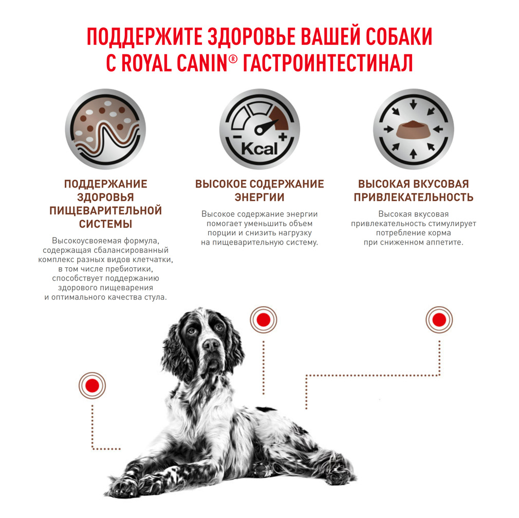 Gastro-dog_05.jpg