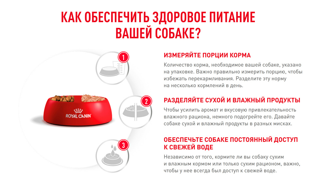 Hypoallergenic-dogs_07.jpg