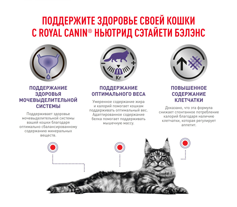 Neutered-balance-cat-dry_05.jpg